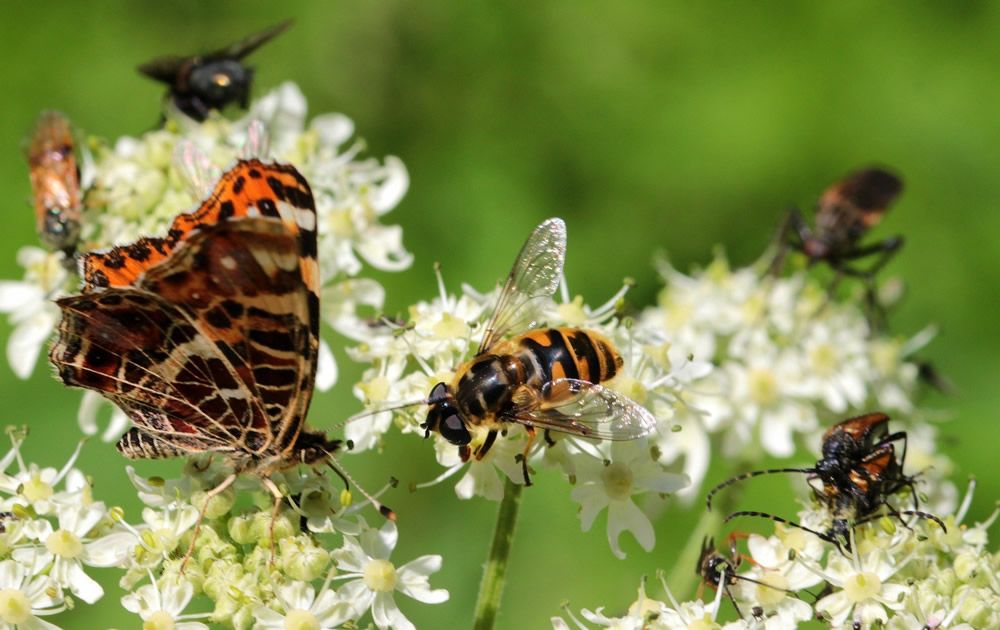 Biodiverse Außenräume für Mensch und Umwelt
