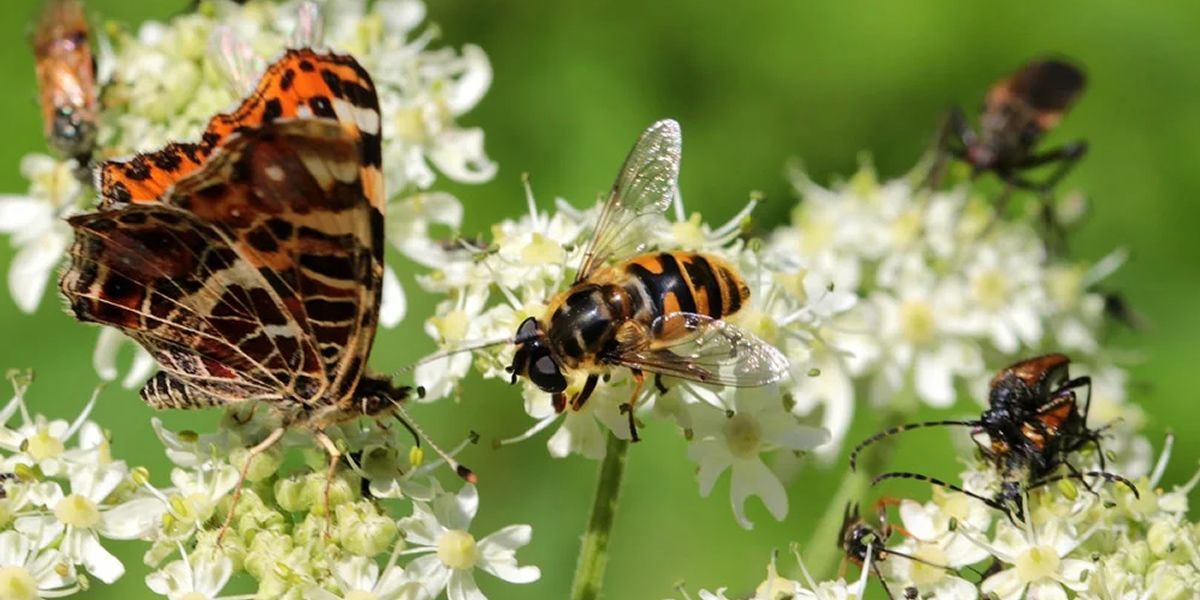 Biodiverse Außenräume fördern die Artenvielfalt